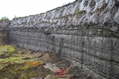 Central headwall of the Batagay crater (Sakha Republic, Russia). Credit: Thomas Opel permafrost