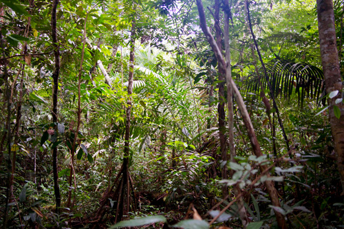 Tropical Rain Forest (Peru). Credit: Johannes Thomas Markus Wilk tropical forest